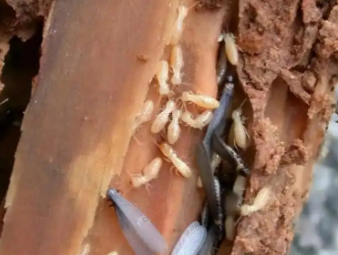 巴宜白蚁防治公司分享夏季高温高湿，读懂白蚁分飞的底层逻辑与家庭防护方案